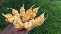 Tiberius Mauler Peach - Pepper Seeds - White Hot Peppers